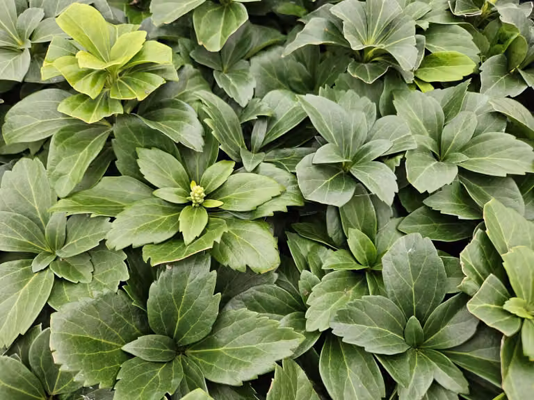 Pachysandra terminalis 24 piante 10-25cm Ø9cm sempreverde tappezzante ombra