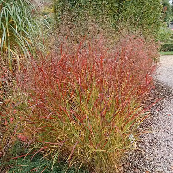 6 piante di Panicgrass 'Rehbraun' (Panicum virgatum 'Rehbraun') | Vaso da 9x9 cm