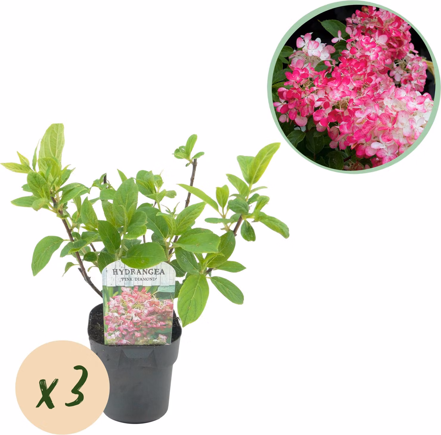 Ortensia a pennacchio - Hydrangea panniculata Pink Diamond - Fiore bianco rosa - 3 piante - 1 m2 - Decidua - Fiori grandi - 40-50cm - Ø18cm - Pianta da giardino