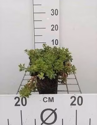 6 x Sedum flor. 'Weihenstephaner Gold' - Pinguicola - vaso 9 x 9 cm
