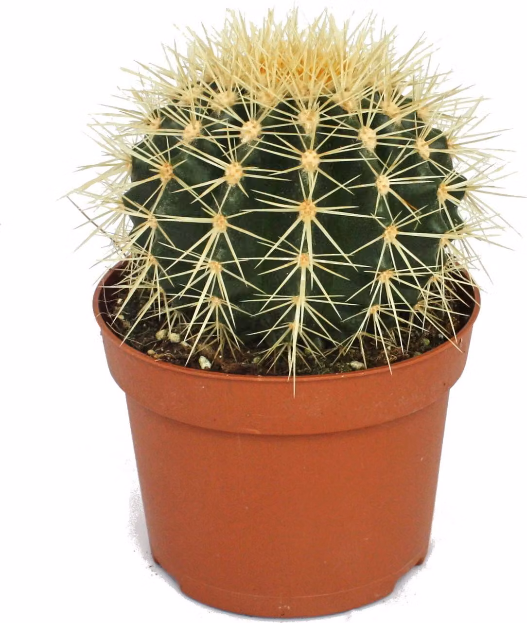 Echinocactus grusonii - sedia suocera - in vaso da 12 cm