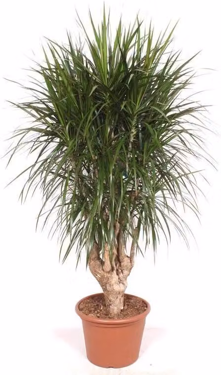 Dracaena Marginata XXL 190cm, Ø 40-45cm, albero del drago, pianta da