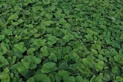 6 x Brunnera macr. 'Betty Bowring' - Vergissmeinnicht caucasica - Topf 9 x 9 cm