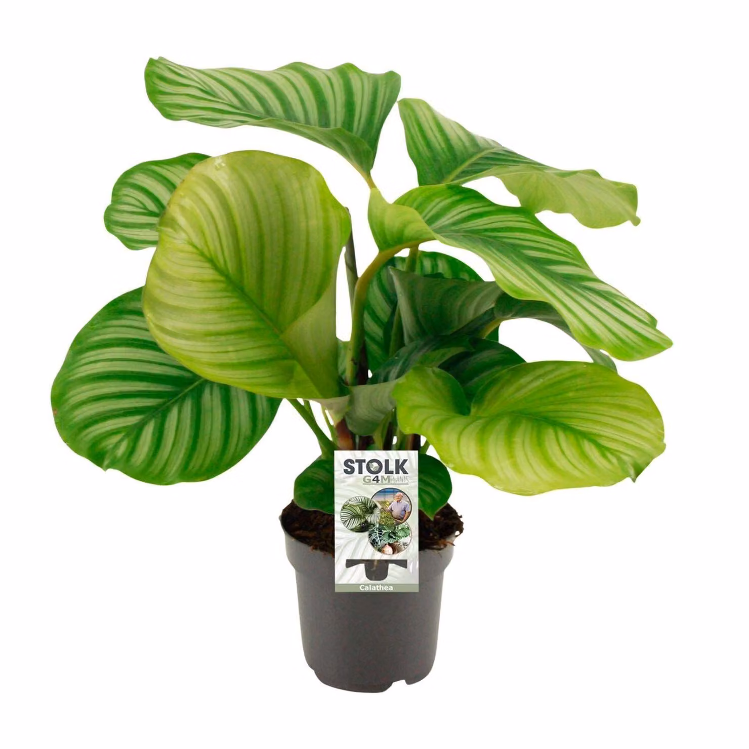 Calathea Orbifolia - 50Cm - Ø14