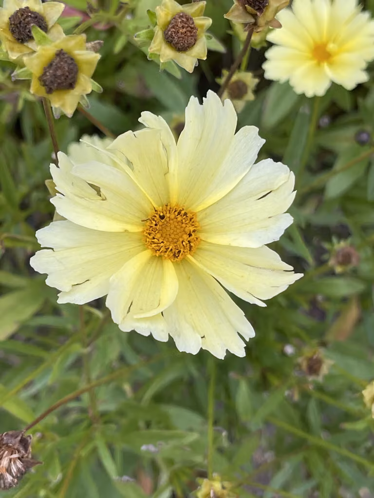 6 x Coreopsis hybr. 'Full Moon'® - Occhio di ragazza - vaso 9 x 9 cm