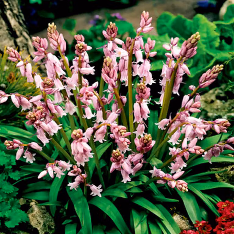 Bulbi di Scilla Bulbi di fiori Stella blu spagnola rosa 5 pz.