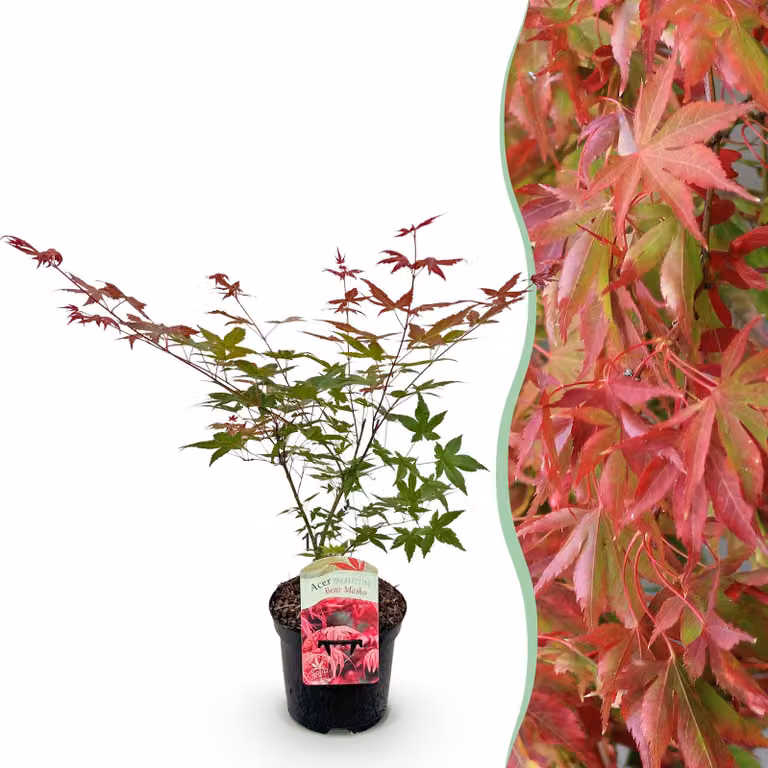 Pianta da terrazzo - Acero giapponese - Acer palmatum Beni Maiko - Rosso - 1 Pianta - Deciduo - 60-70cm - Ø25cm - Pianta da giardino