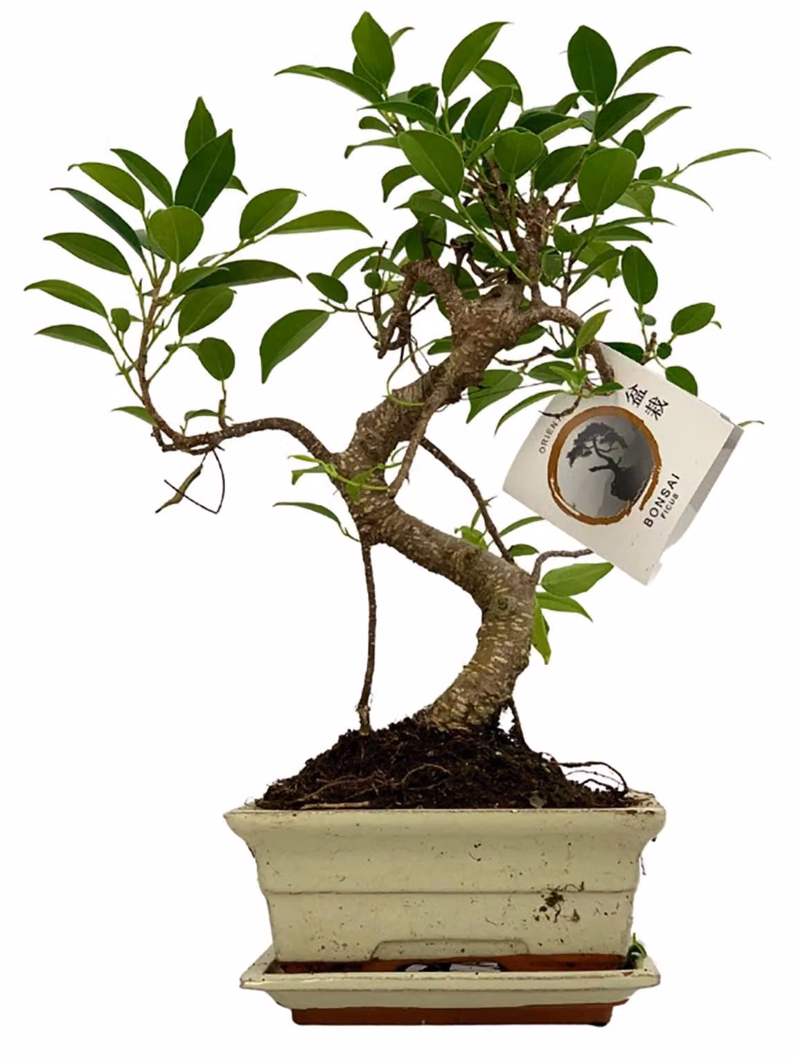 Bonsai a forma di "S", in vaso di Vetroceramica - Pianta da interno, diametro 16 cm - Altezza 30-35 cm