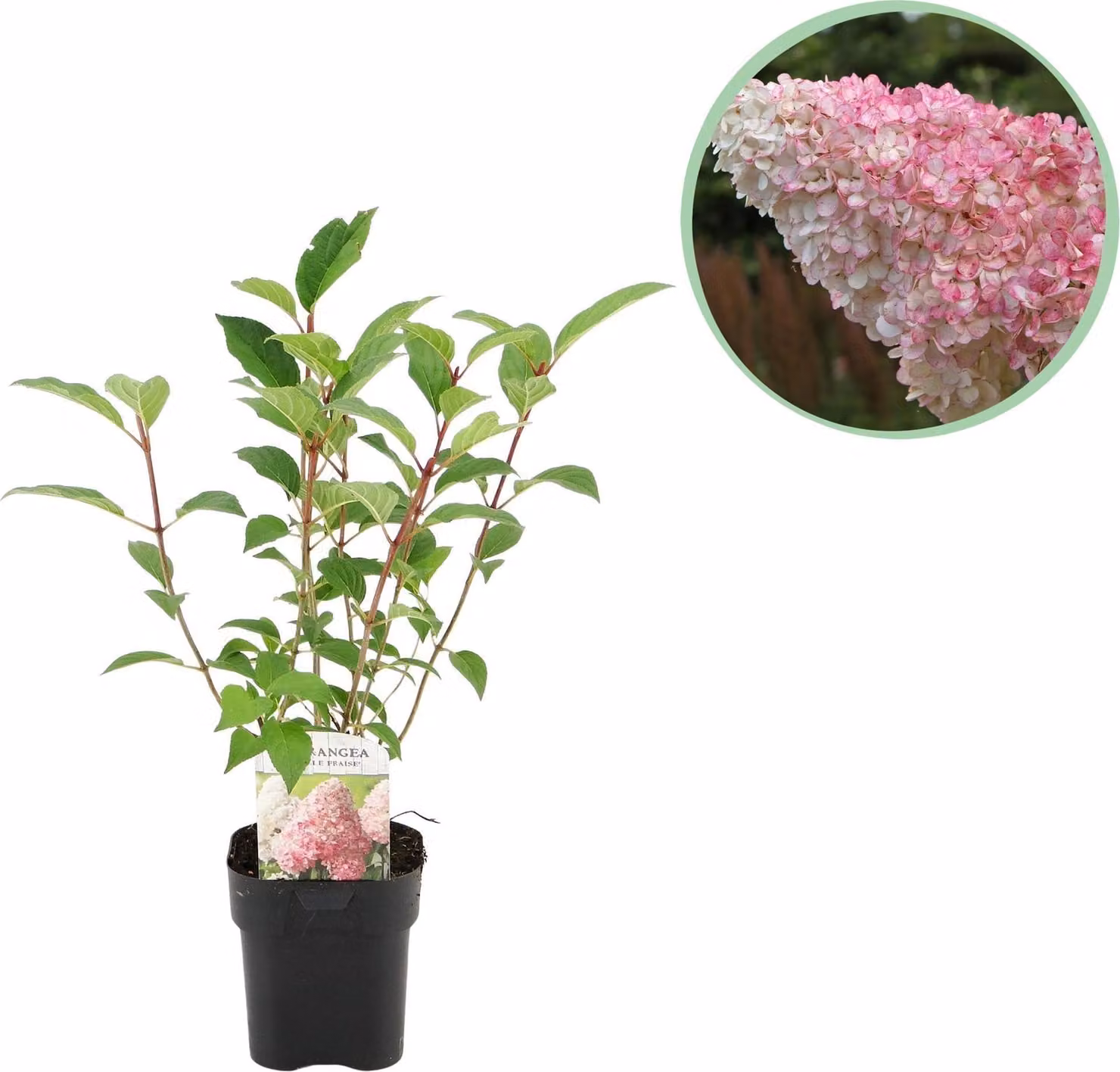 Ortensia a pannocchia - Hydrangea panniculata Vanille Fraise - Fiori bianchi e