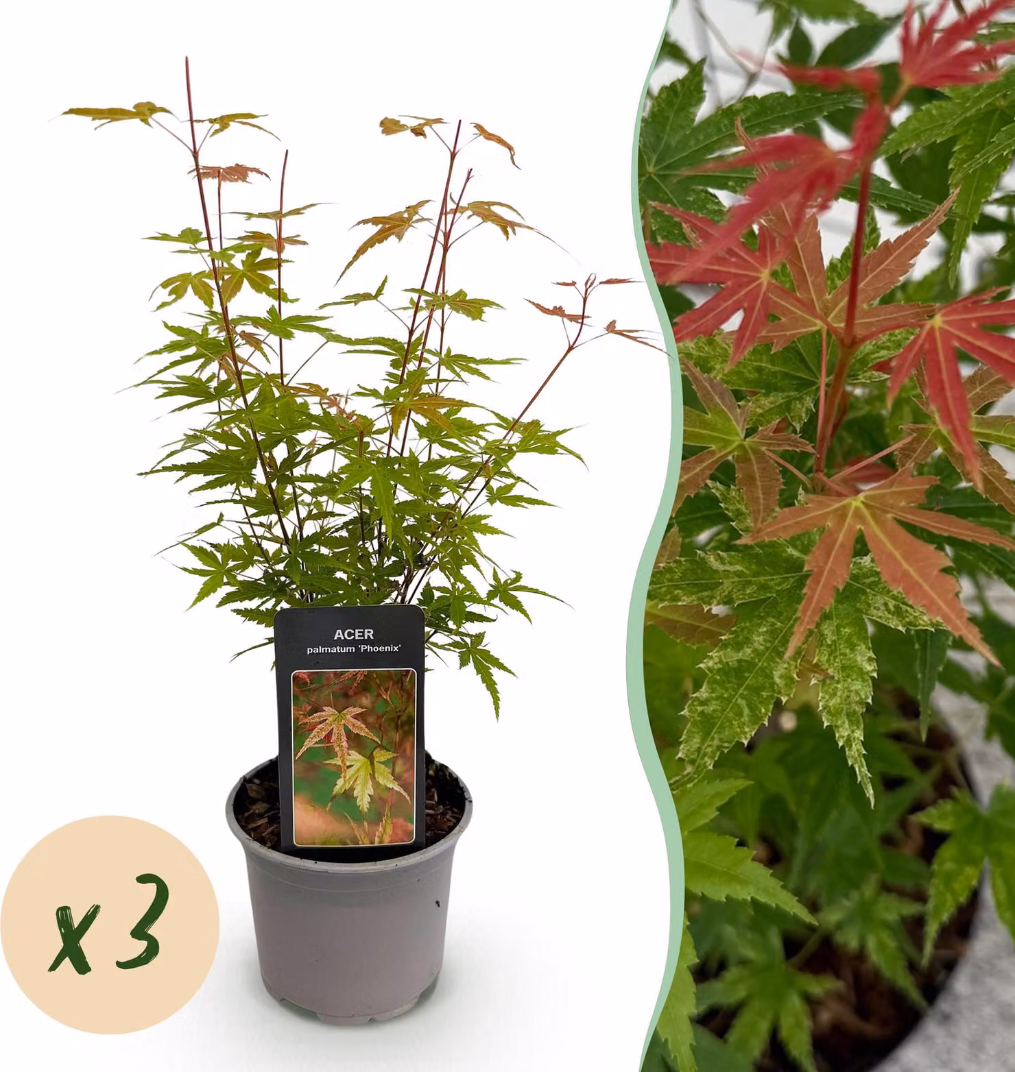 Acer palmatum Phoenix - Rosa - 3 piante - Deciduo - Bassa manutenzione - 25-35cm - Ø12cm - Pianta da giardino