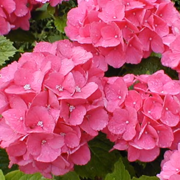 2 ortensie - Hydrangea 'Benelux' | 30-40 cm in vaso