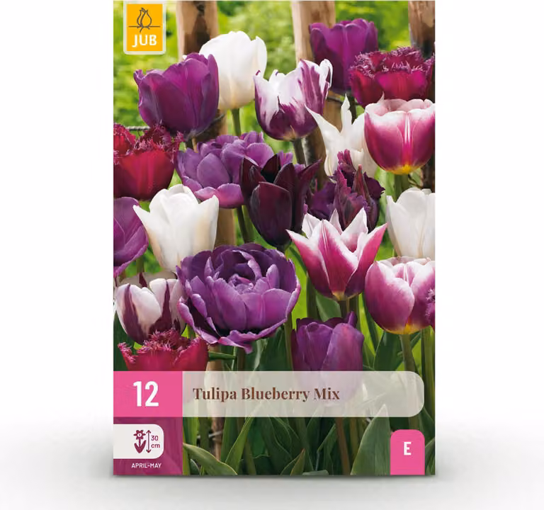 Bulbi da fiore - Tulipano 'Blueberry mix' - Colori vari - 12 pezzi - Bulbo di dimensione 11/12 - 20-50cm - Ø5cm - Pianta da giardino - Multideal