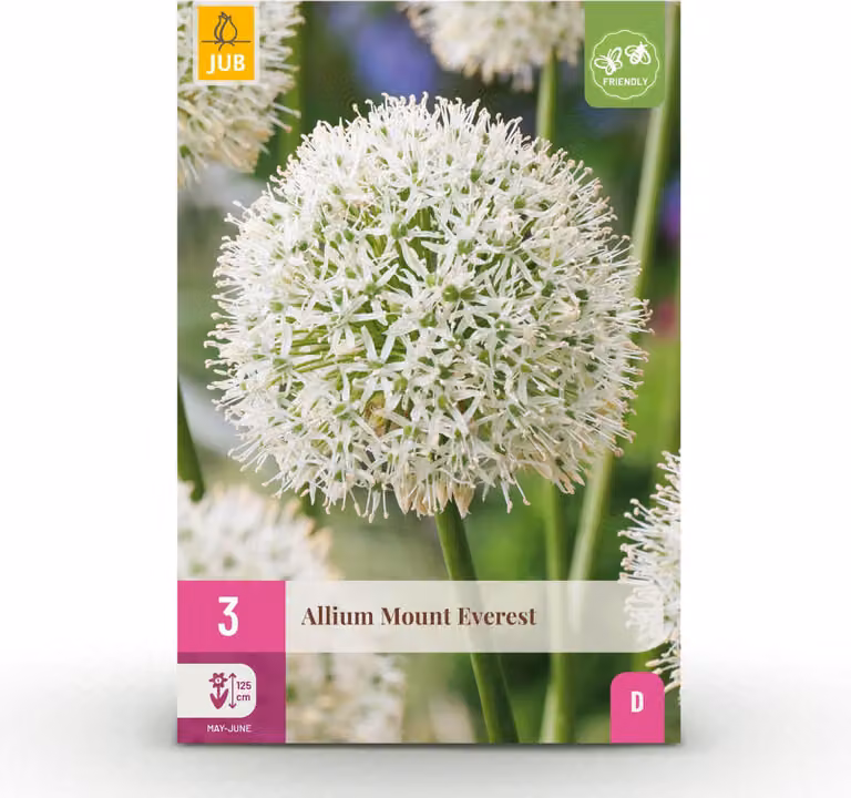 Bulbi da fiore - Allium 'Mount Everest' - Bianco - 3 unità - Bulbo 16/18 - 50-150cm - Ø10cm - Pianta da giardino - Multideal