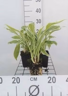 6 x Hosta hybr. 'Undulata Albomarginata' - vaso 9 x 9 cm