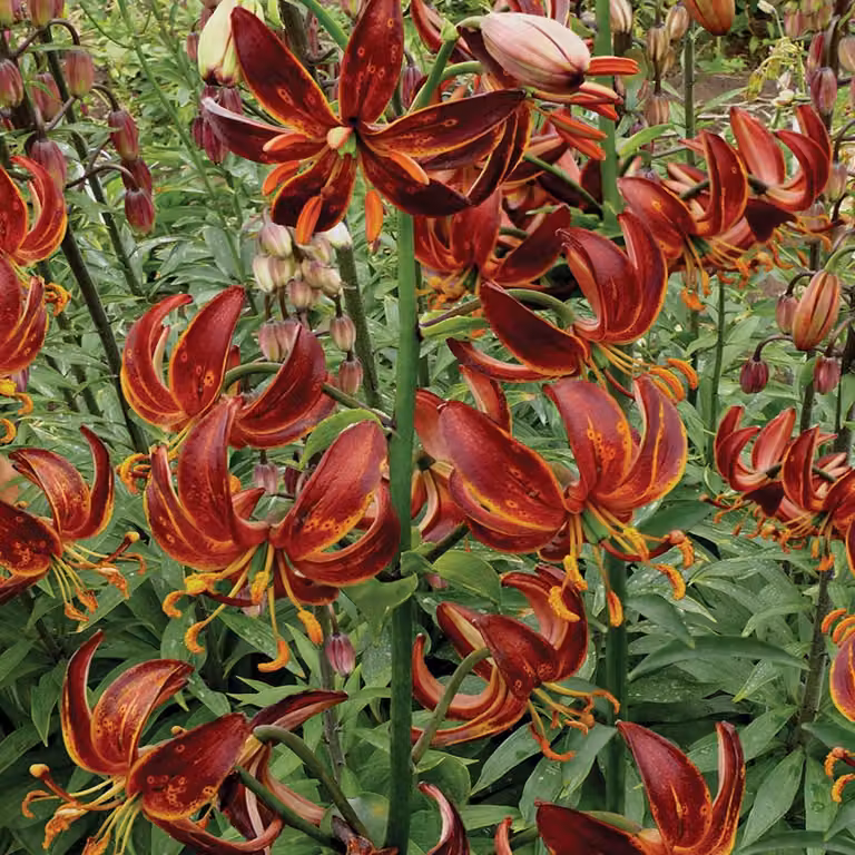 Gigli Bulbi da fiore Fiori Giglio a cappuccio arabo Cavaliere arabo 1 pz.