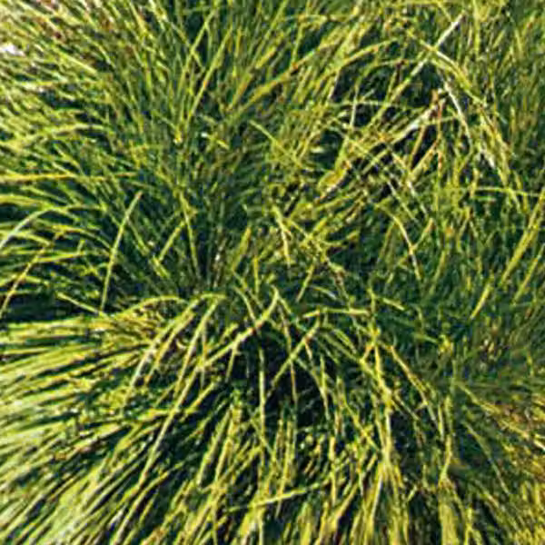 6 piante di Carex umbrosa (segge ombreggianti) | Vaso da 9x9 cm