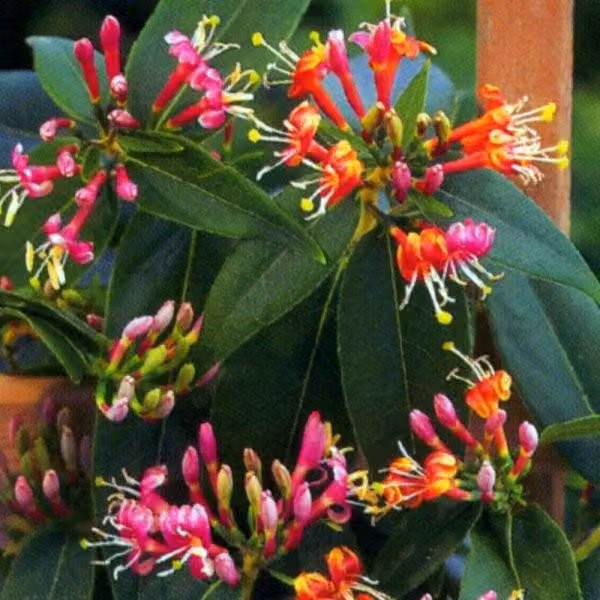 2 piante di caprifoglio sempreverde - *Lonicera henryi* | Altezza: 50-60 cm, fornite in vaso