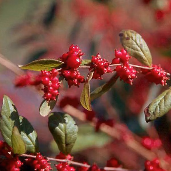 2 piante di "Schneebeere" (Symphoricarpos doorenbos 'Magic Berry'), altezza 50-60 cm, in vaso