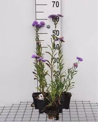 6 x Erigeron hybr. 'Azure Beauty' - Feinstrahl - Topf 9 x 9 cm