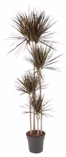 Dracaena Magenta, altezza 180 cm, con foglie di un intenso verde