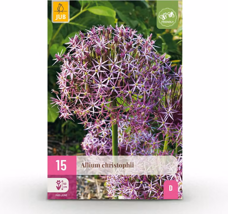 Bulbi da fiore - Allium 'Christophii' - Viola - 15 unità - Bulbo 10/2 - 50-150cm - Ø10cm - Pianta da giardino - Multideal