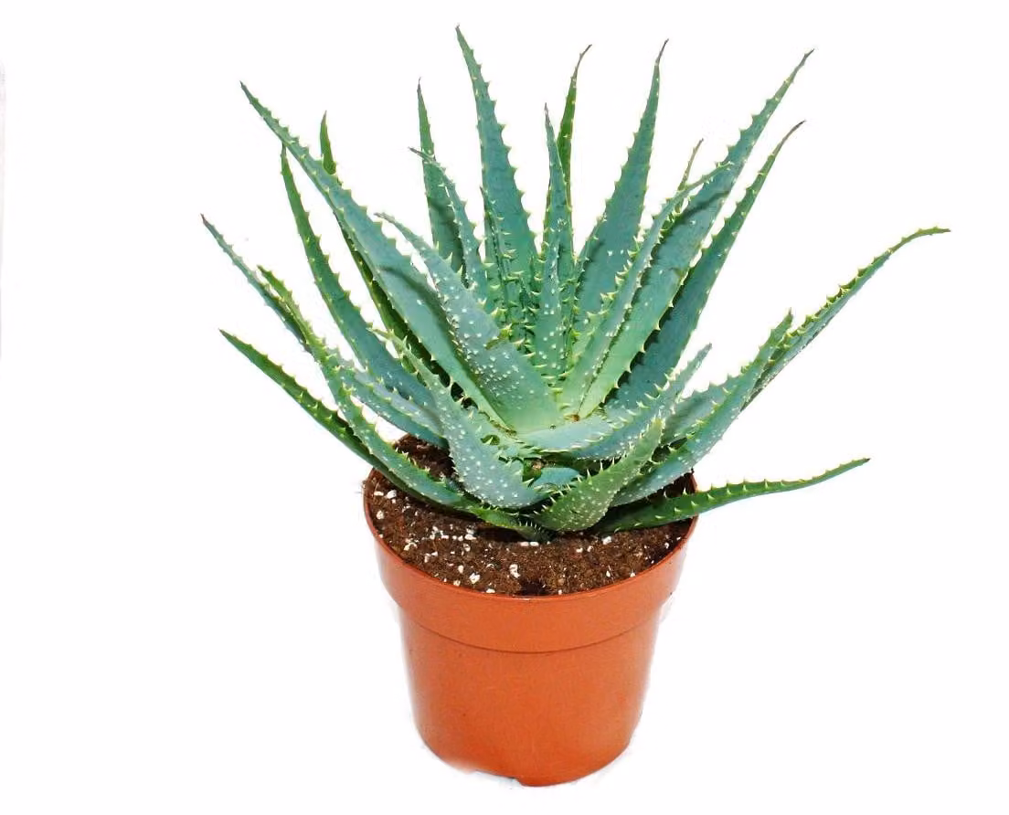 Aloe aborescens in vaso da 19 cm