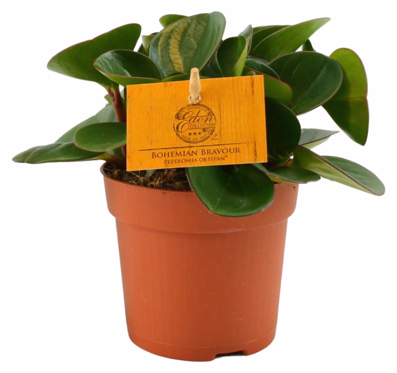Peperomia Obtipan - 15cm - Ø10,5cm - Pianta d'appartamento - Sempreverde - Cactus e piante grasse