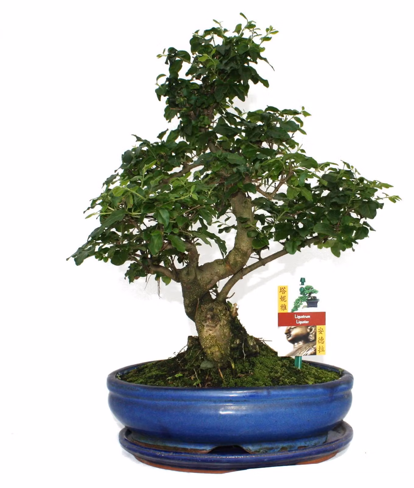 Bonsai ligustro cinese - Ligustrum sinensis - circa 10 anni