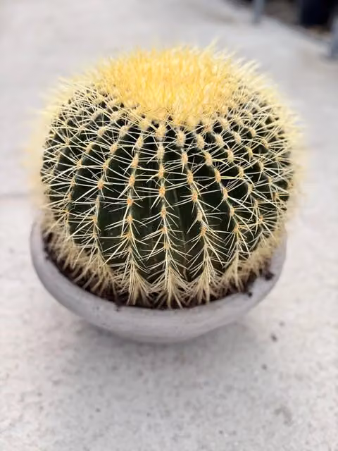 Echinocactus Grusonii in vaso Easy di Vivaio Garden Forest, pianta ornamentale verde con dettagli gialli