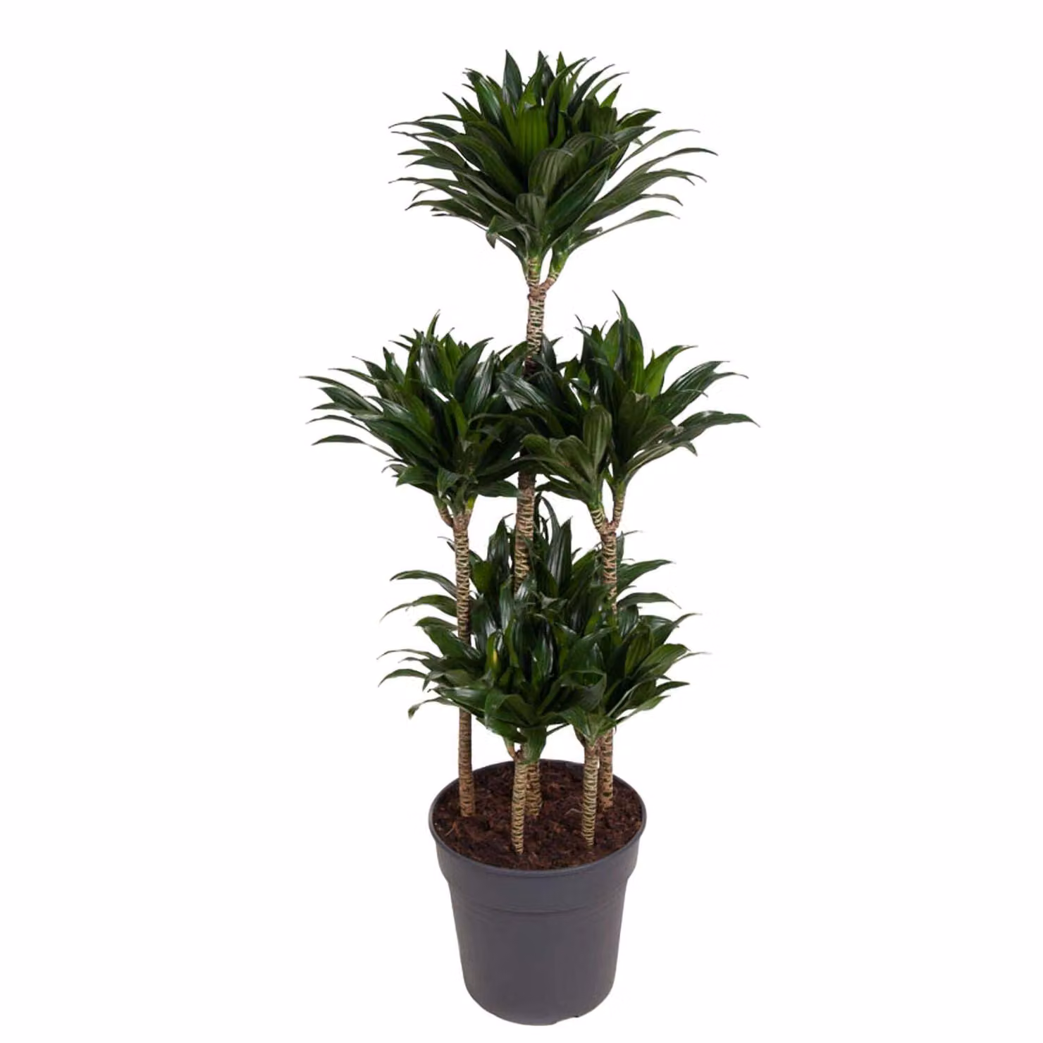Carrousel Dracaena Compacta - 130 Cm - Ø31