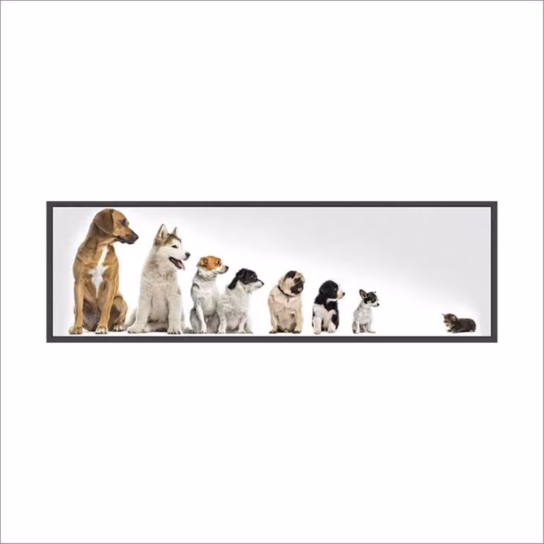SWEETQT Cani Svegli Autoadesivi Parete Gatto Decorazione PVC