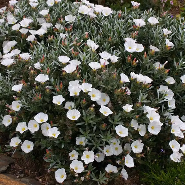 2 piante di Convolvulus cneorum (Silberwinde) | Altezza: 25-30 cm, in vaso