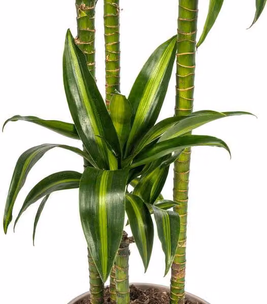 Dracaena Deremensis "Hawaiian Sunshine" - Pianta da appartamento Ø27cm, altezza