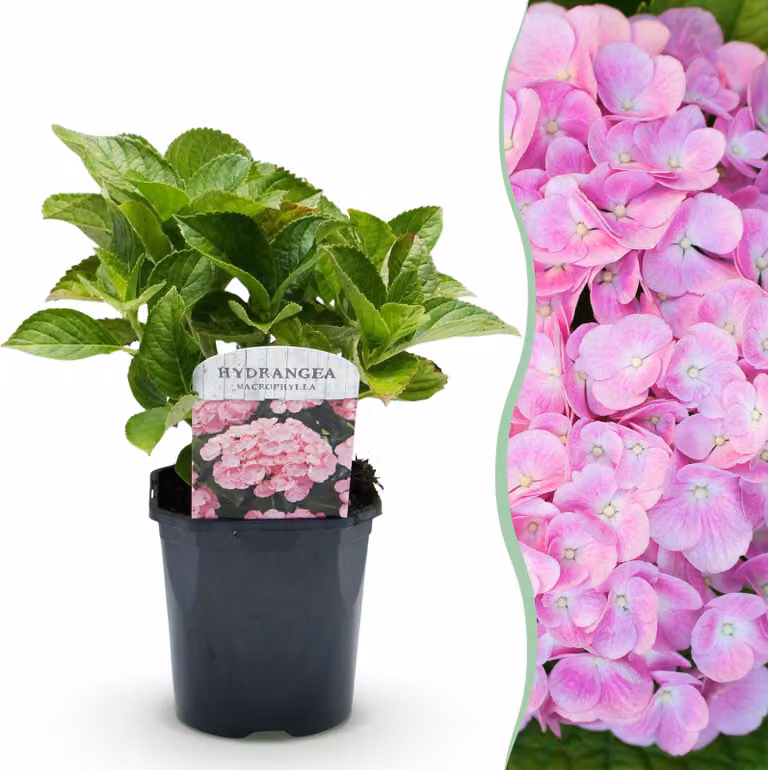 Ortensia - Hydrangea macrophylla Pink - Fiore rosa - 1 Pianta - Decidua - Bassa manutenzione - 30cm - Ø18cm - Pianta da giardino
