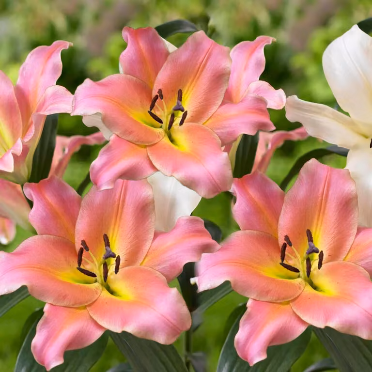 Giganti delle Amazzoni: bulbi resistenti al freddo, perenni - 3 bulbi - bulbi di fiori provenienti dall'Olanda - adatti per giardino e vaso (tuberi di grandi dimensioni, senza semi, non trattati artificialmente)