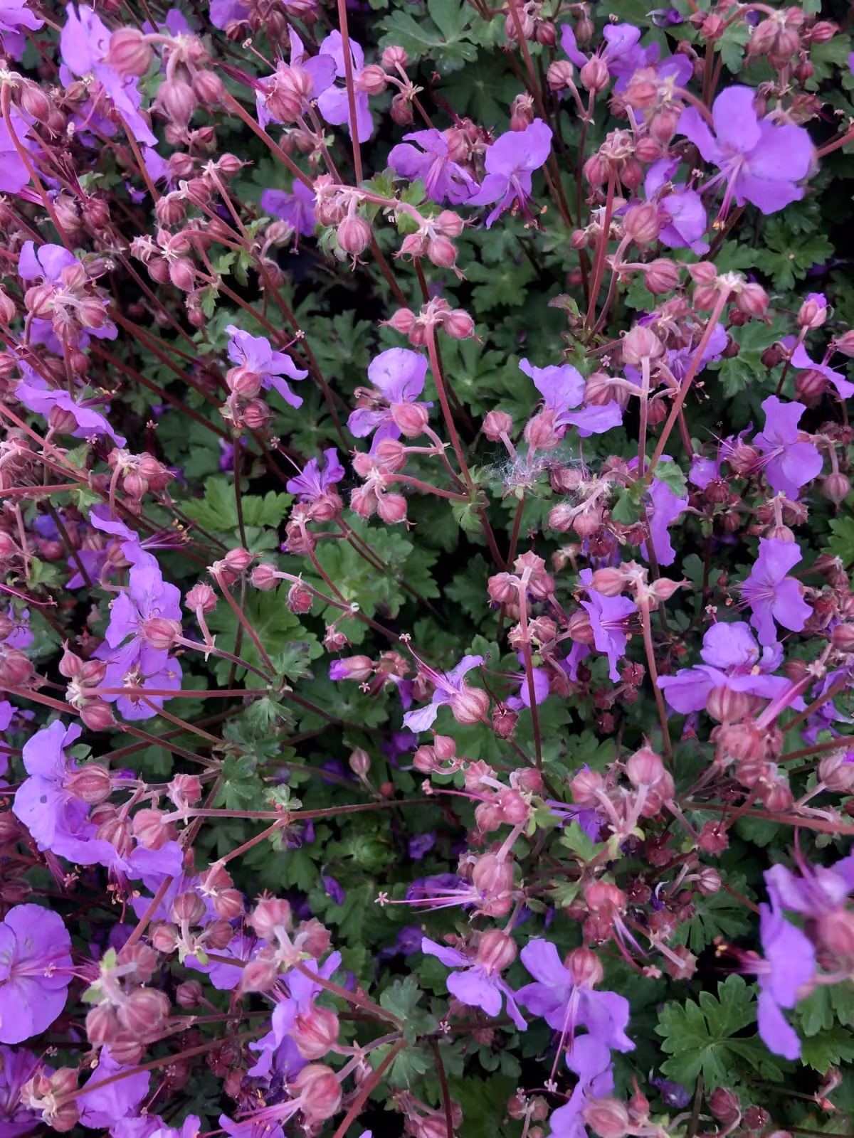 6 xGeranium cantabrigiense 'Karmina' - Storchschnabel - topf 9 x 9 cm
