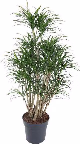 Dracaena Anita 140cm Ø31cm Pianta da appartamento ramificata con foglie strette