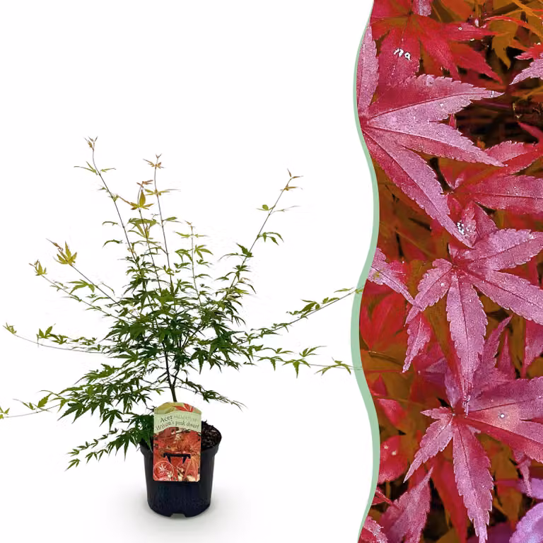 Pianta da terrazzo - Acero giapponese - Acer palmatum Pink Dwarf - Rosa - 1 Pianta - Decidua - 60-70cm - Ø25cm - Pianta da giardino