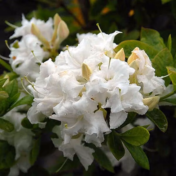 Azalea bianca - Azalea Knaphill | 60-80 cm, coltivata in vaso