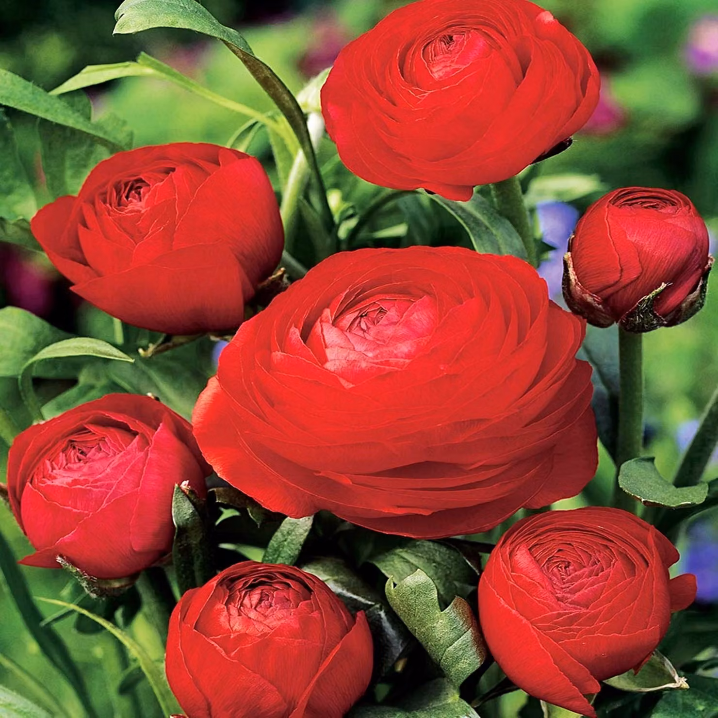 Ranunculus Buttercup Red 5 pz Bulbi diaspro Bulbi da fiore