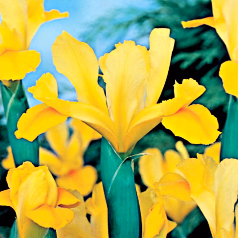 Iris Iris olandese Golden Harvest 10 bulbi di iris iris
