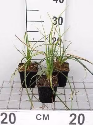 6 x Kniphofia hybr. 'Mango Popsicle'® - Giglio delle torce - vaso 9 x 9 cm