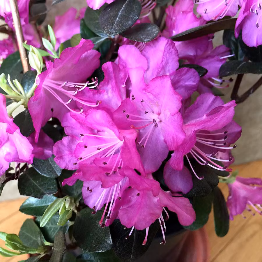 Rhododendron 'Praecox' | 30-40 cm in vaso