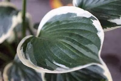 6 x Hosta hybr. 'Minute Man' - Hosta - vaso 9 x 9 cm x 9 cm