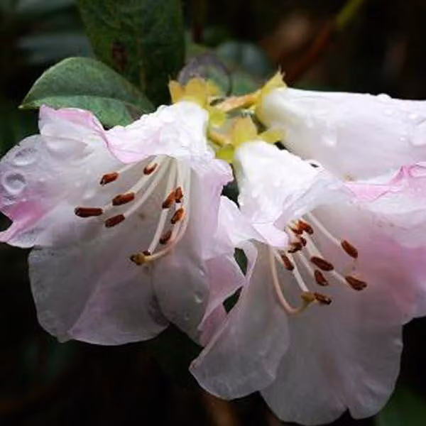 Rhododendron 'Clipinense' - Rhododendron 'Cilpinense' | 20-30 cm in vaso