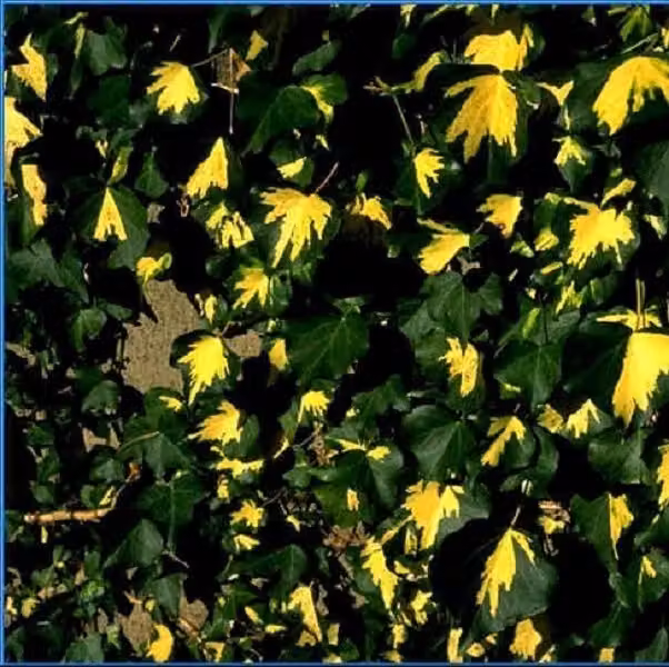 2 piante di edera (Hedera helix 'Goldheart'), altezza 50-60 cm, in vaso