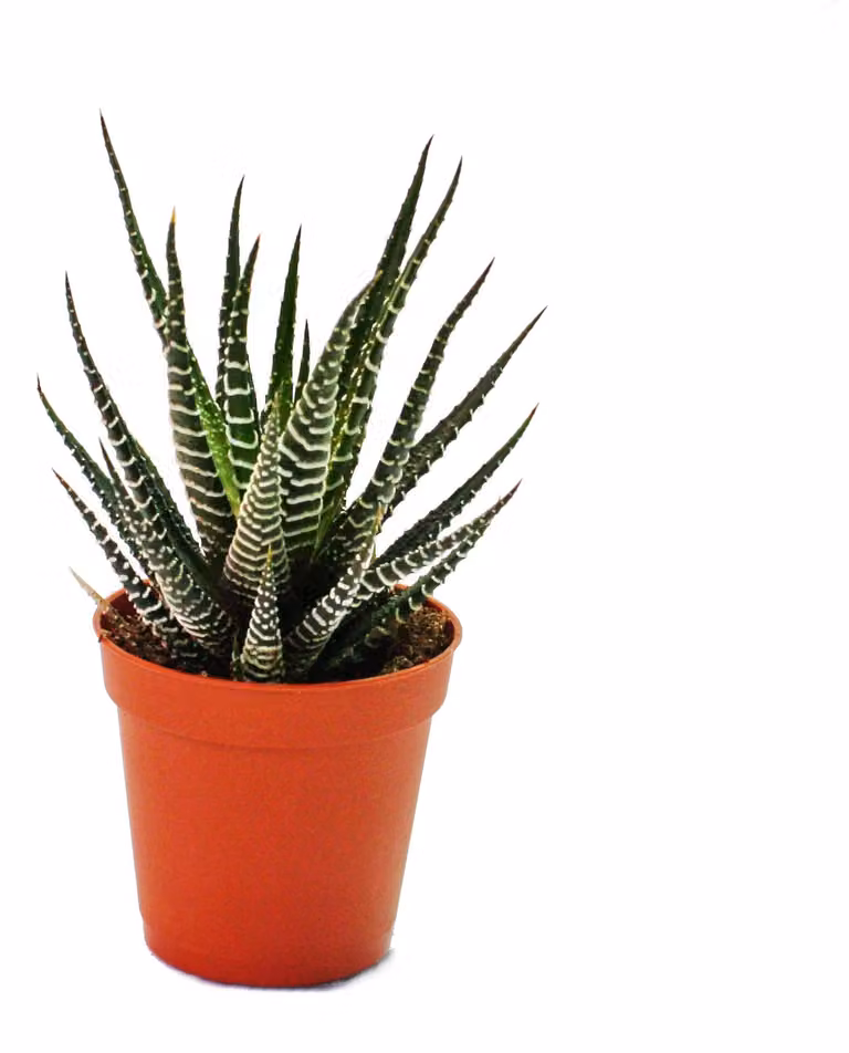 Haworthia fasciata - pianta piccola in vaso da 5,5 cm