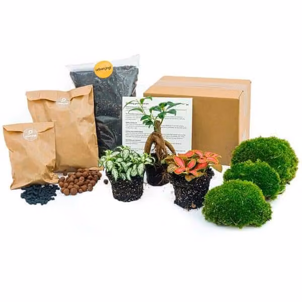 Pacchetto terrario di piante - Ficus Ginseng Bonsai - Ricarica e Starter Kit - Diy