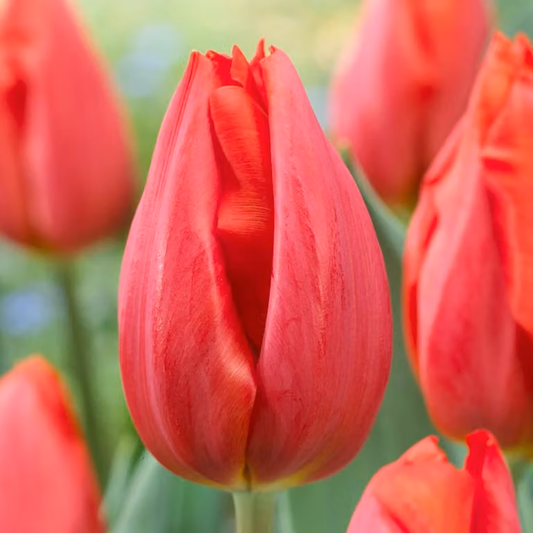 Bulbi di tulipano resistenti al freddo, perenni - Red Passion - 25 bulbi - Piante vere provenienti dall'Olanda - Bulbi di tulipano per giardino, vasi e balcone (bulbi grandi, senza semi, non artificiali)