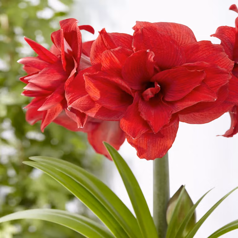 Hippeastrum Zwartnica Amarylis Amarantia 1 pz Bulbi Bulbi di amarilli